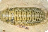 Crotalocephalina Trilobite - Giant For Species #363231-1